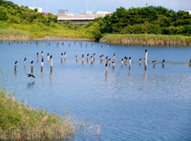 Tokyo Port Wild Bird Park